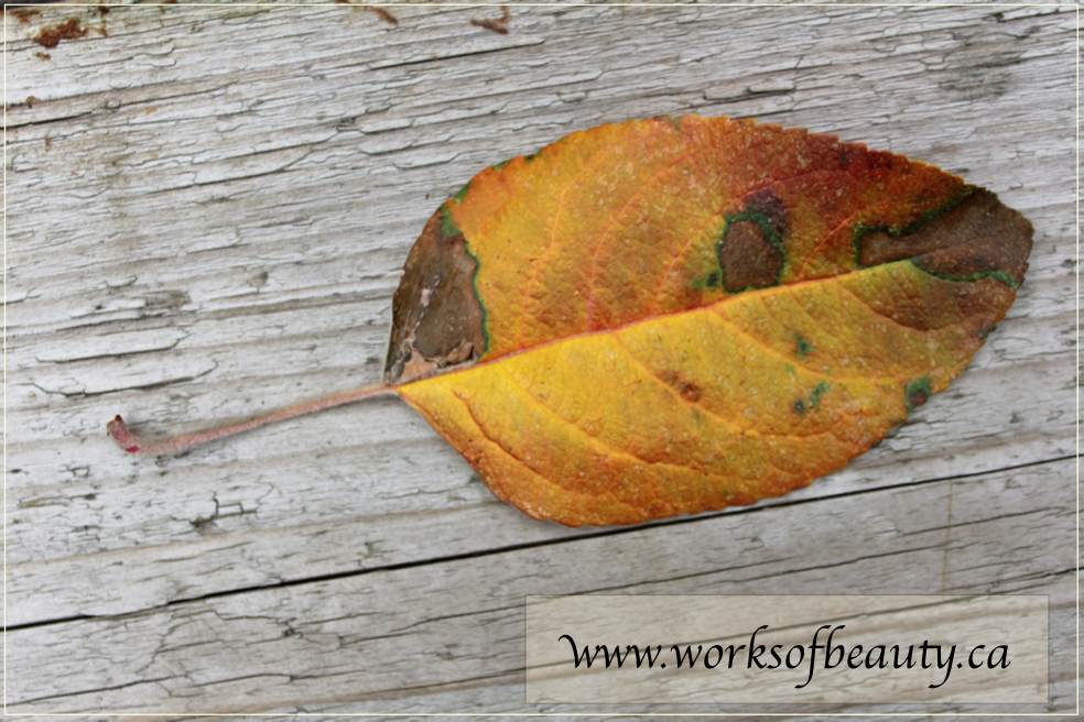 Picture of a colorful fall leaf on old weathered wood
