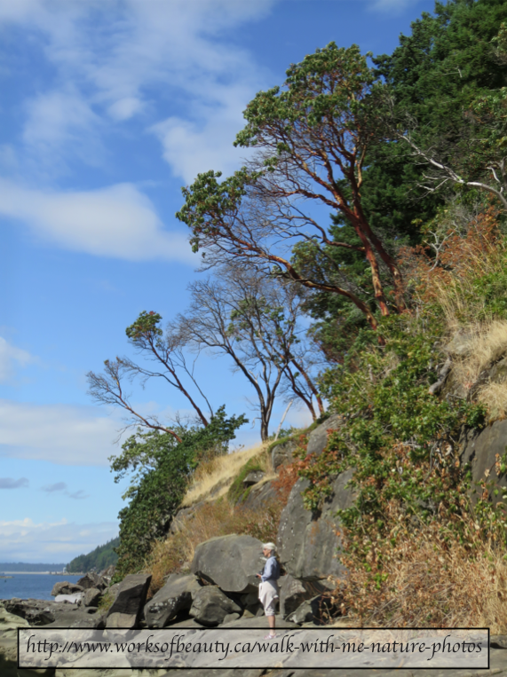 Picture of arbutus trees on Honby Island