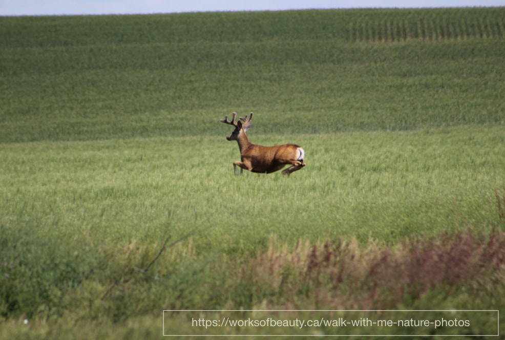 Picture of deer jumping