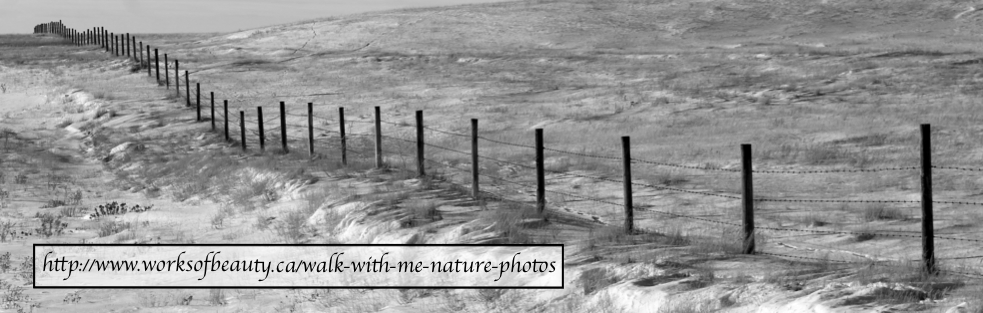 Picture of barbwire fence line