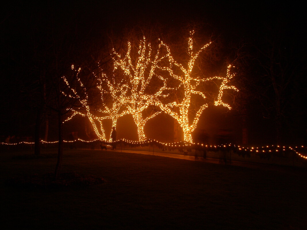 Picture of lights on trees