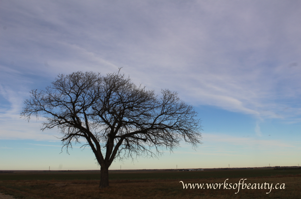 Picture of a bare tree with blue sky