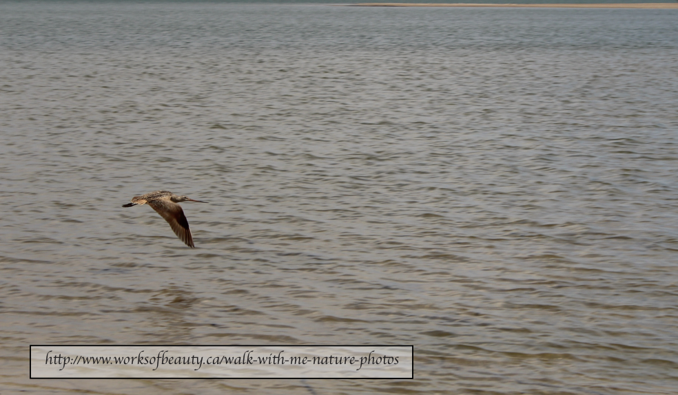 Picture of Long-billed Curlew in flight